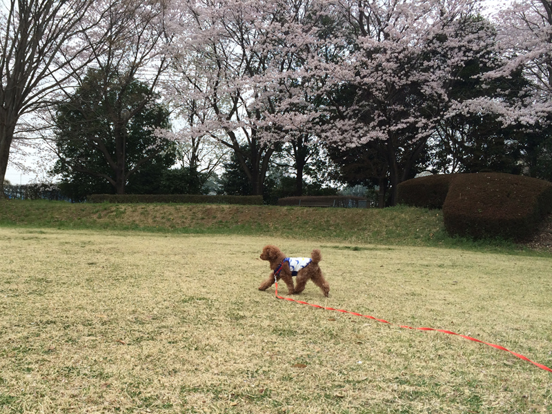 ドッグトレーニング アズワン(Dog Training asone)　埼玉県草加市周辺・東京都足立区周辺の犬のしつけ(出張トレーニング)・しつけ教室(グループレッスン)・ペットシッター(犬の散歩代行等)　～飼い主さんと愛犬の『絆作り』をお手伝いさせていただきます～　※トイプードル