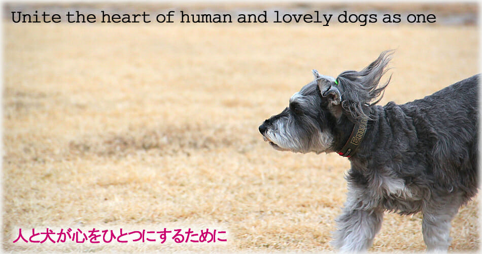 人と犬が心を一つにするために　犬のしつけ、犬の保育園